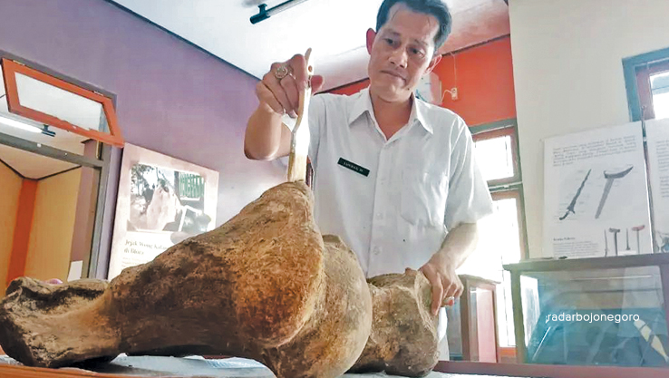 MERAWAT: Tim Dinporabudpar Blora melapisi dua fosil tulang gajah purba di Rumah Artefak Blora. (LUKMAN HAKIM/RDR.BLORA)
