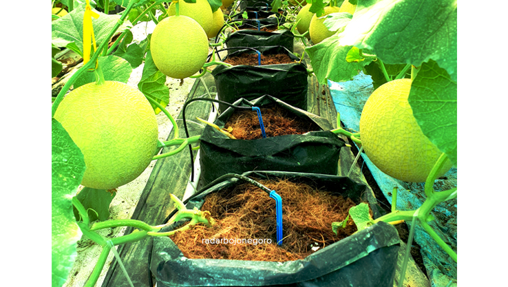 TANPA HAMA: Pertanian melon ala greenhouse di Desa Bendo, teknologi ini tanpa gagal panen. (BHAGAS DANI PURWOKO/RDR.BJN)