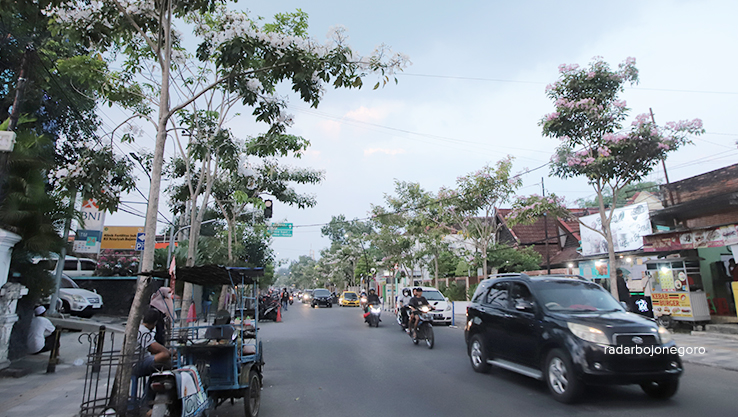 PERCANTIK JALANAN: Bunga tabebuya bermekaran di Jalan Panglima Sudirman, kemarin (26/6). (DHANI WAHYU ALFIANSYAH/RDR.BJN)