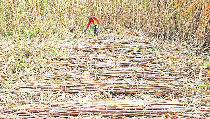 SUDAH MUSIM PANEN: Petani tebu di Kabupaten Lamongan memanen tanamannya. (ANJAR DWI PRADIPTA/RDR.LMG)
