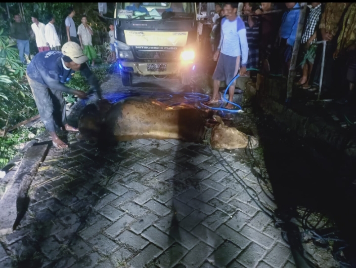 BIKIN KHAWATIR: Warga Desa Samberan Kanor, Bojonegoro, mengevakuasi sapi yang terperosok masuk kali. Saat dievakuasi dengan derek, sapinya tertidur. (IST/RDR.BJN)