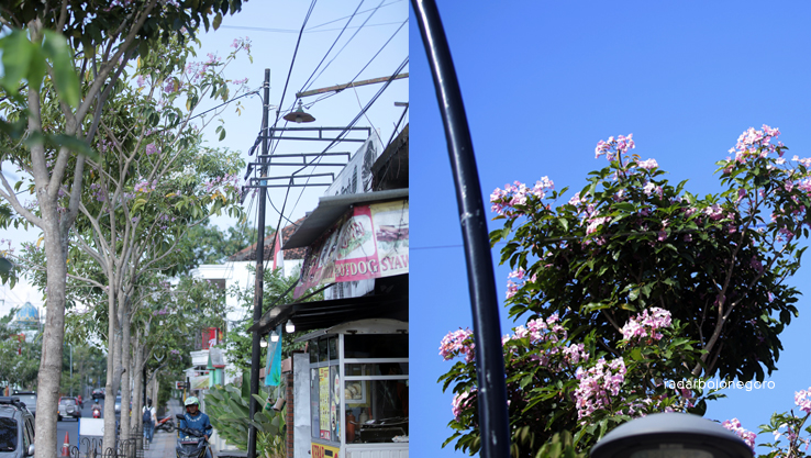 POHON PENEDUH: Pohon tabebuya bermekaran di Jalan Panglima Sudirman, Bojonegoro. Bunga yang mekar mulai rontok. Maksimal mekar sekitar satu bulan. (AHMAD HAKAM ALGHIVARI/RDR.BJN)