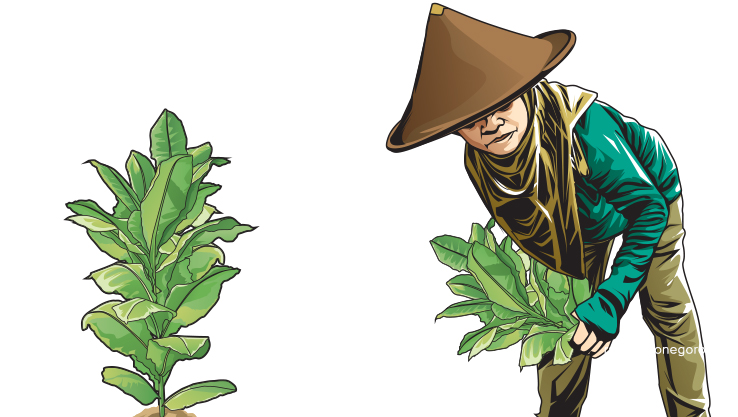 Ilustrasi petani tembakau (Ainur Ochiem/RDR.BJN)