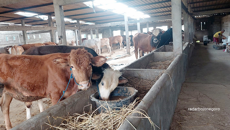 SAPI BLORA: Peternak tampak memberi pakan sapi di salah satu kandang di Desa Plosorejo, Kecamatan Banjarejo. (LUKMAN HAKIM/RDR.BLORA)