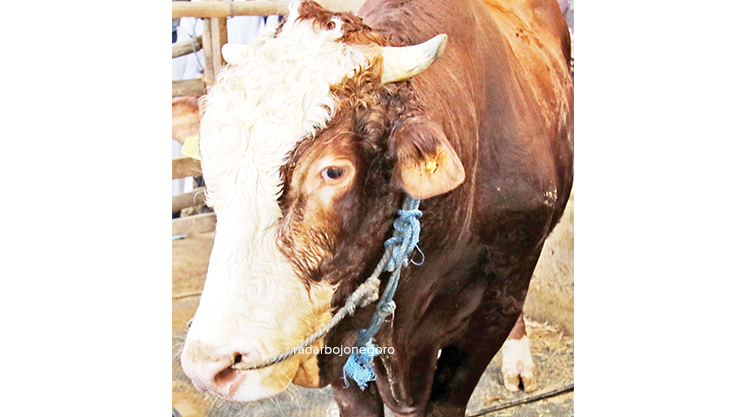 TIGA KALI DIBELI GUBERNUR: Sapi milik H Juri, peternak sapi di Kecamatan Tikung. Ternak dia menjadi langganan gubernur Jatim untuk penyembelihan di hari kurban. (ANJAR DWI PRADIPTA/RDR.LMG)