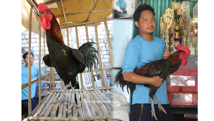 BADAN BONGSOR: Meski memiliki badan yang cukup besar, tapi ayam pelung bukan tipikal ayam petarung. (ANJAR DWI PRADIPTA/RDR.LMG)