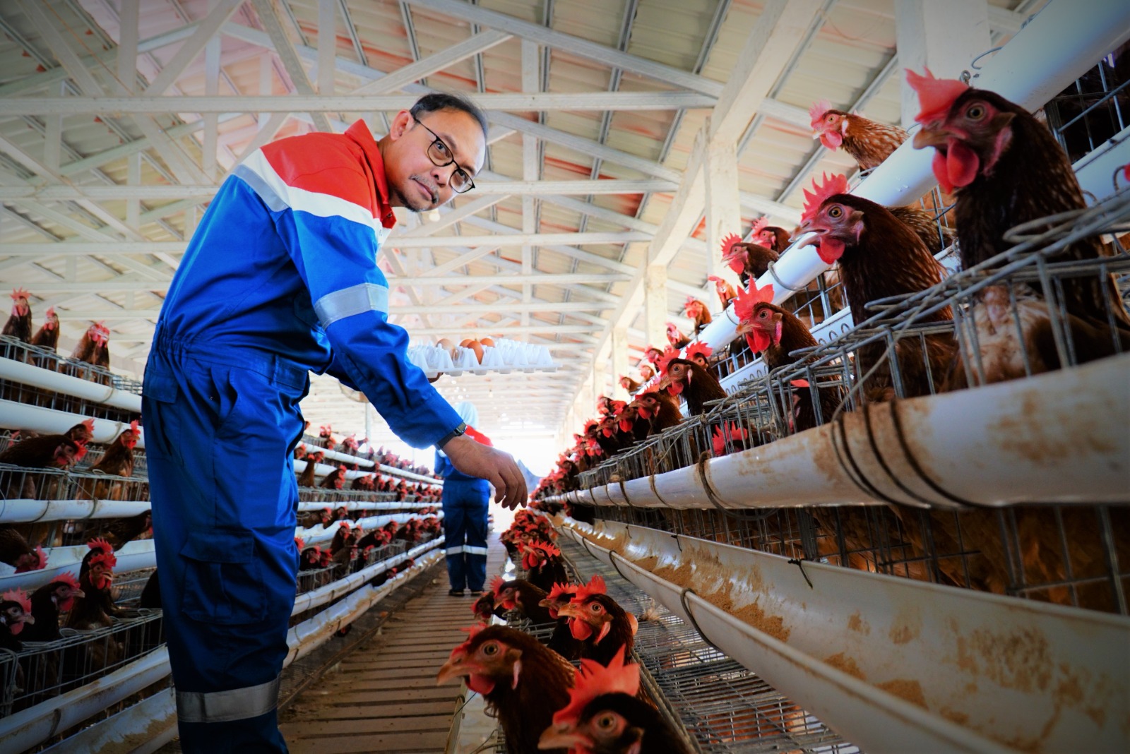 MONITORING: Direktur Utama PEPC Endro Hartanto mengunjung peternakan ayam petelur di Desa Bandungrejo, Kecamatan Ngasem, Bojonegoro.
