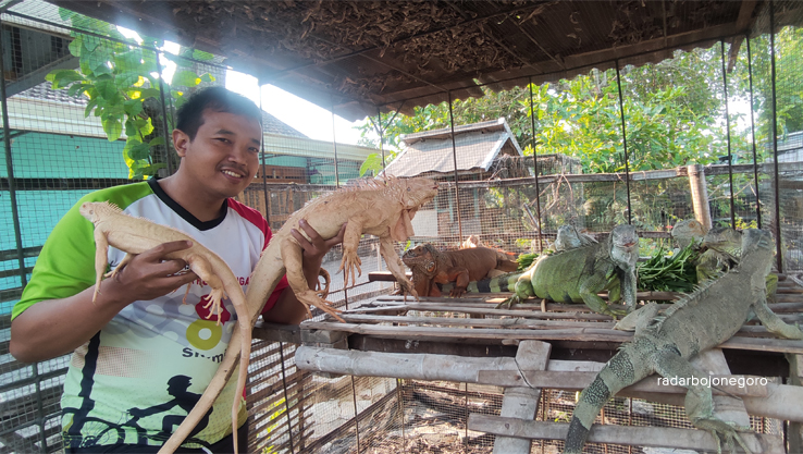 PENYAYANG HEWAN: Endra Fitrianto santai bersama koleksi iguana di kandangnya. Sejak 2013, Endra memelihara hewan pemakan sayuran dan buah tersebut. (IST/RDR.BJN)