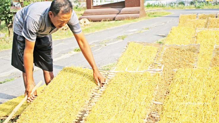 DIJEMUR: Tembakau rajangan hasil panen petani di wilayah selatan Lamongan. (ANJAR DWI PRADIPTA/RDR.LMG)
