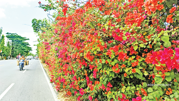 BERMEKARAN: Pemandangan bunga bougenville di sepanjang Jalan Bojonegoro-Padangan mekar dengan berbagai warna.  Mekarnya bunga hias ini menjadi penanda musim kemarau. (DHANI WAHYU ALFIANSYAH/RDR.BJN)