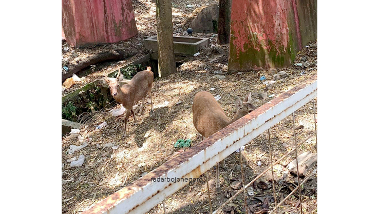 BUTUH SENTUHAN: Pengunjung Tirtonadi sedang melihat rusa, butuh intervensi kebijakan untuk mengembalikan kejayaan. (RAHUL OSCARRA DUTA/RDR.BLORA)