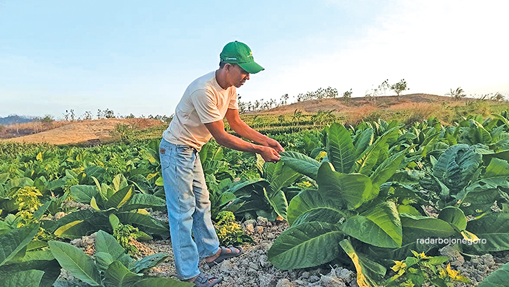 SIAP PANEN: Petani di Desa Kedungsumber, Kecamatan Temayang mengecek tanaman tembakau. (DEWI SAFITRI/RDR.BJN)