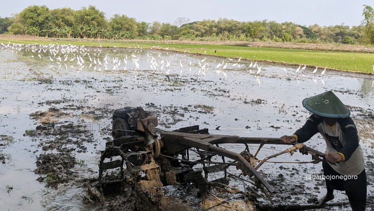 BAJAK SAWAH: Petani di Desa Ngringinrejo, Kecamatan Kalitidu, sedang membajak sawah ditemani kawanan burung kemarin (22/8). (DHANI WAHYU ALFIANSYAH/RDR.BJN)
