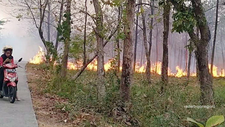 KEBAKARAN ATAU DIBAKAR?: Pengendara di jalan poros Kecamatan Dander-Ngasem terganggu kepulan asap dari kobaran api di hutan. (ISTIMEWA FOR RDR.BJN)