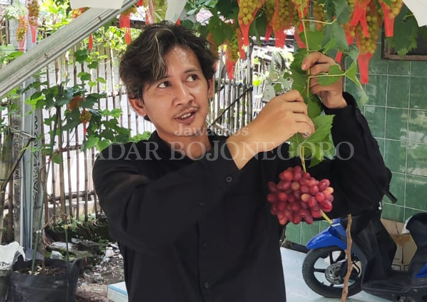 SIAP PANEN: Buah anggur yang ditanam di pekarangan rumah ini siap panen. Cuaca panas di musim kemarau justru anggur kian subur. (DHANI W. A/RDR.BJN)