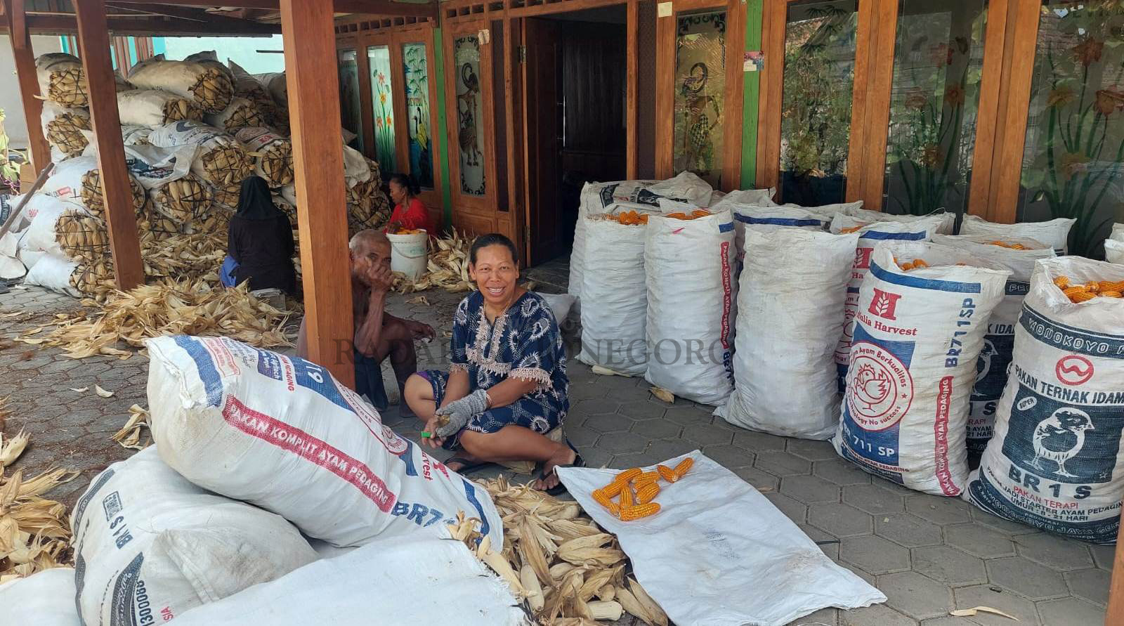 TAK MAKSIMAL: Petani sedang membawa pulang jagung hasil panennya. Namun, hasilnya tak maksimal, karena kesulitan pupuk dan air. (LUKMAN HAKIM/RDR.BJN)