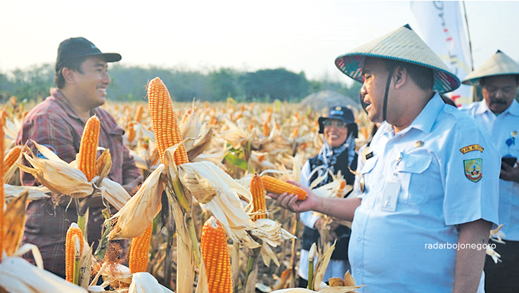 PANEN: Bupati Arief Rohman ikuti panen raya jagung bersama petani di Desa Bakah, Kecamatan Kunduran pada Rabu lalu (30/8). (ISTIMEWA FOR RDR.BLORA)