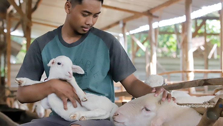 PETERNAK MILENIAL: Salah satu peternak milenial di Kecamatan Kanor sednag di kandang kambingnya. Saat ini masih minim pemuda tertarik di dunia peternakan. (EKA FITRIA MELLINIA/RDR.BJN)