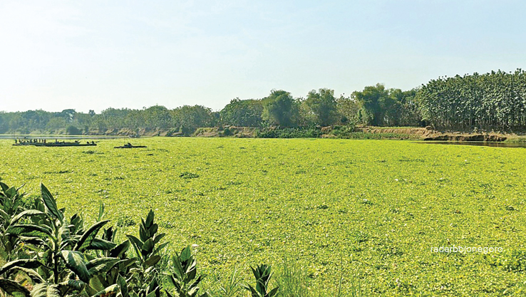 TERJEBAK: Eceng gondok memenuhi Bengawan Solo di Desa Manukan, Kecamatan Gayam. Tampak perahu terjebak di tengah bengawan. (Wahyu Dhani Alfiansyah/RDR.BJN)