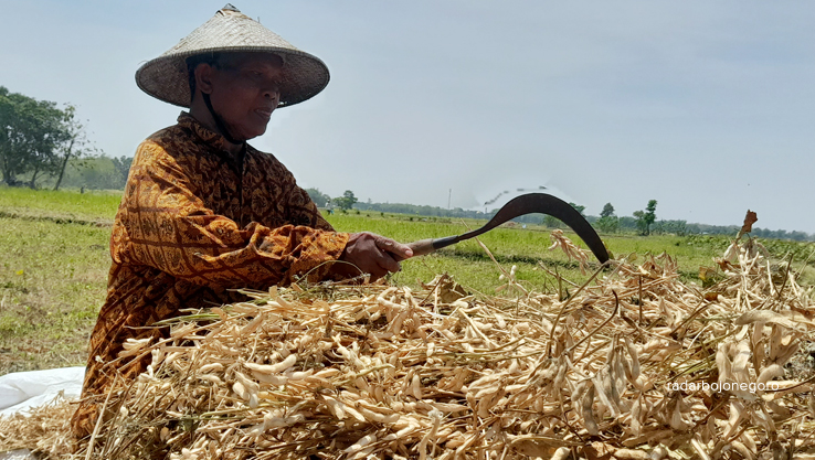 PANEN KEDELAI: Petani di Desa Mojoranu sedang menumpuk kedelai hasil panennya. (Dewi Saftri/RDR.BJN)