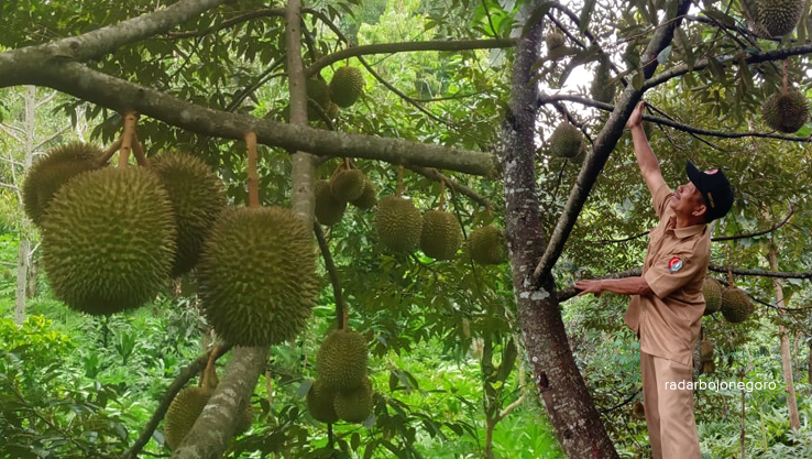 BERBUAH: Durian di kebun Mbah Datrap Desa Klino, Kecamatan Sekar sudah berbuah. Diprediksi siap panen awal 2024 mendatang. (IST/RDR.BJN)