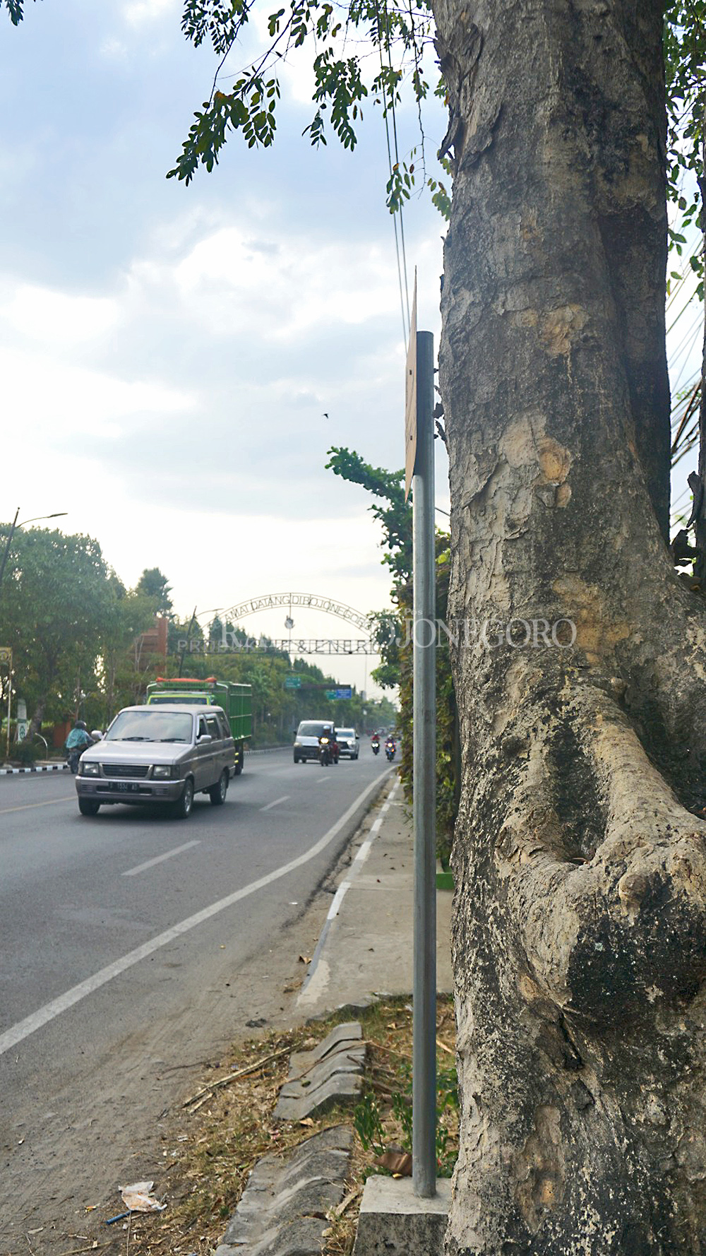 BAKAL DITEBANG: Pohon di sepanjang jalan nasional bakal ditebang. (WAHYU DHANI ALFIANSYAH/RDR.BJN)