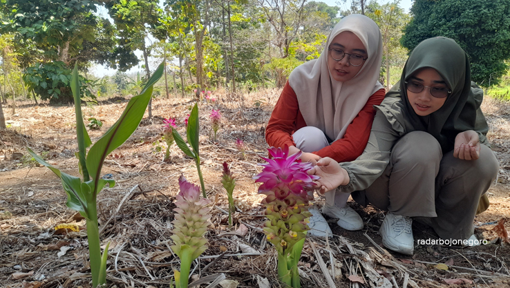 MEKAR: Bunga Temu Ireng ini bermekaran di musim kamaru. Rerata pohon lain di hutan daunnya berguguran, tanaman ini justru bunganya mekar. (DEWI SAFITRI/RDR.BJN)