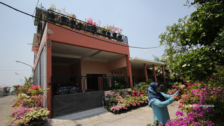 INTENS MERAWAT: Zulia memiliki ratusan tanaman bugenvil dari tiga jenis, dengan bunga yang berwarna-warni. (ANJAR DWI PRADIPTA/RDR.LMG)