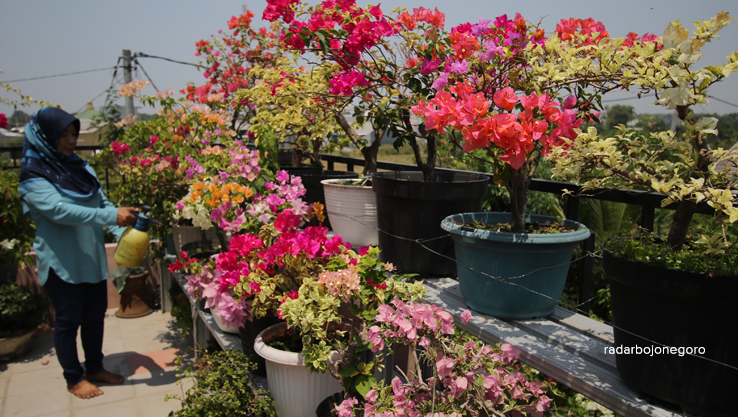 BERTINGKAT: Zulia memanfaatkan lantai dua rumahnya untuk tanaman bugenvil. (ANJAR DWI PRADIPTA/RDR.LMG)
