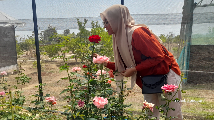 MEKAR: Cantika, salah satu pengunjung menikmati indahnya bunga mawar mekar di Desa Klino, Kecamatan Sekar. (DEWI SAFITRI/RDR.BJN)
