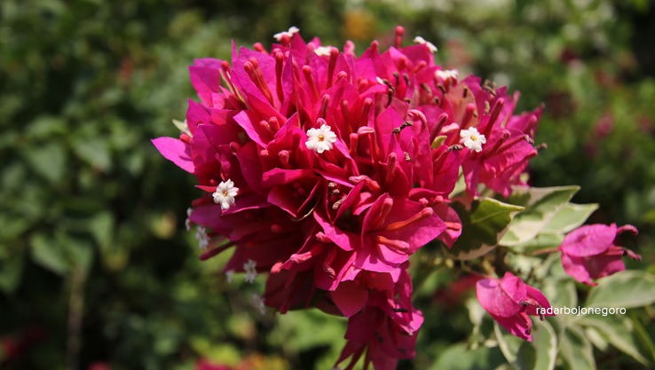 MENYEJUKKAN MATA: Bunga bugenvil memiliki warna bervariatif yang tambah bagus ketika musim kemarau.  (ANJAR DWI PRADIPTA/RDR.LMG)