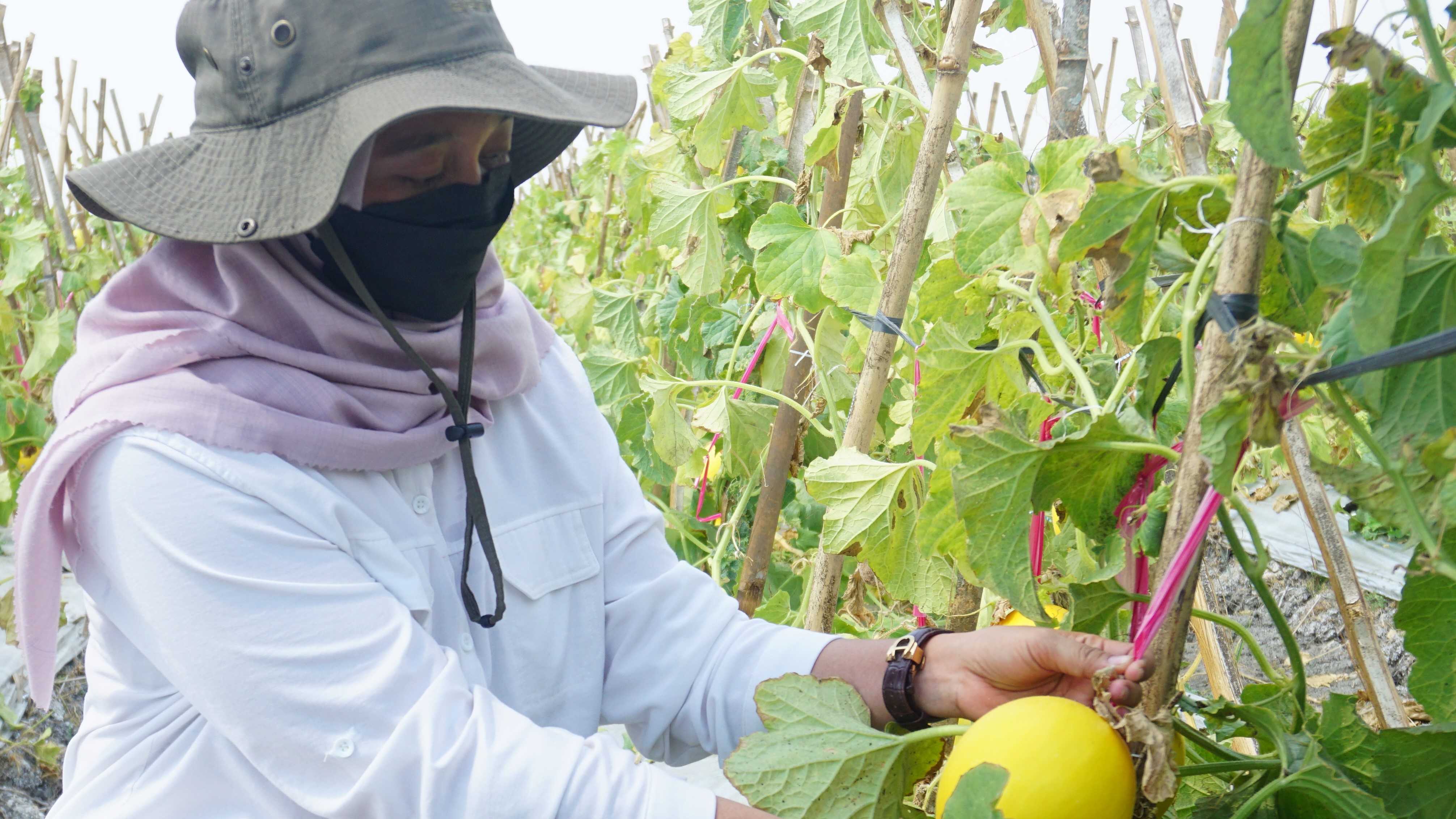 PETIK SENDIRI: Ririn menunjukkan melon baru dipetik, sangat cocok disantap di musim kemarau seperti saat ini. ( Yuan Edo/RDR.BJN)