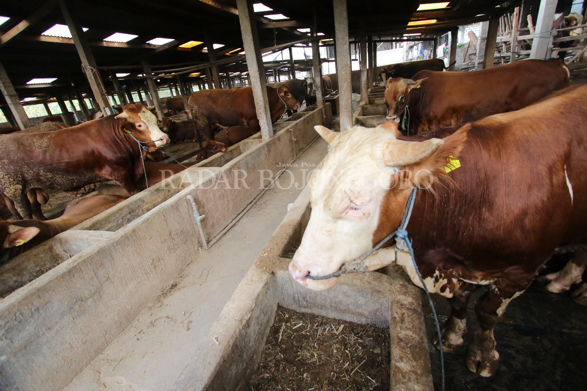 PERMINTAAN MENINGKAT: Harga sapi di Lamongan meningkat antara Rp 500 ribu hingga Rp 1 juta per ekor.  (ANJAR DWI PRADIPTA/RDR.LMG)