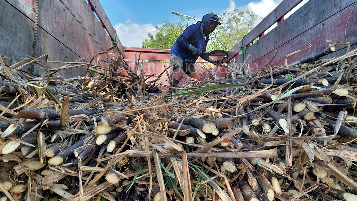 TEBU: Petani di perkebunan tebu kawasan hutan Blora sedang panen dan mengangkutnya ke dalam bak truk. (LUKMAN HAKIM/RDR.BJN)