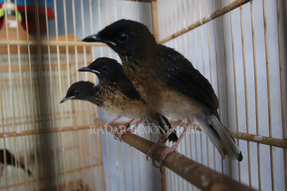 SIAP DIJUAL: Tiga ekor burung murai batu hasil penangkaran Dhanang Kriwul di rumahnya di Desa Sidorejo, Kecamatan Deket.  (ANJAR DWI PRADIPTA/RDR.LMG)