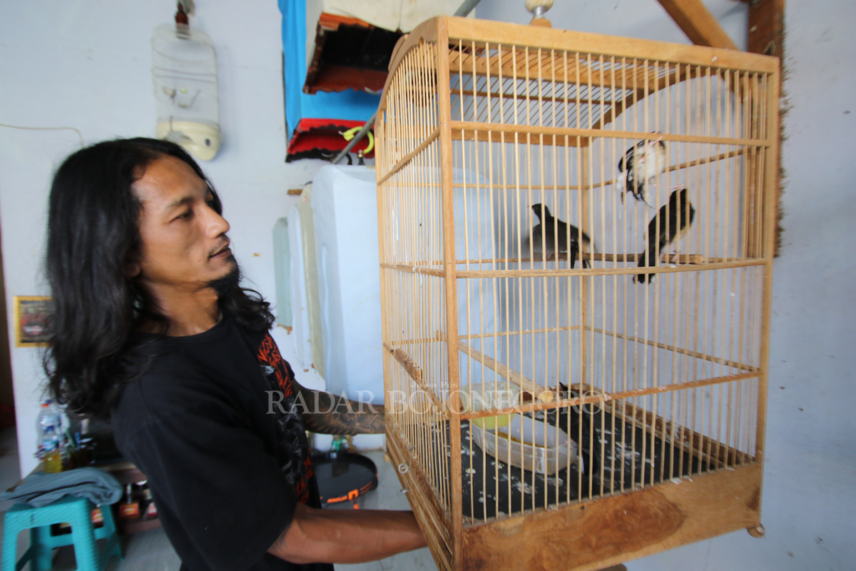 TELATEN: Dhanang Kriwul saat memberikan makan burung murai batu. (ANJAR DWI PRADIPTA/RDR.LMG)