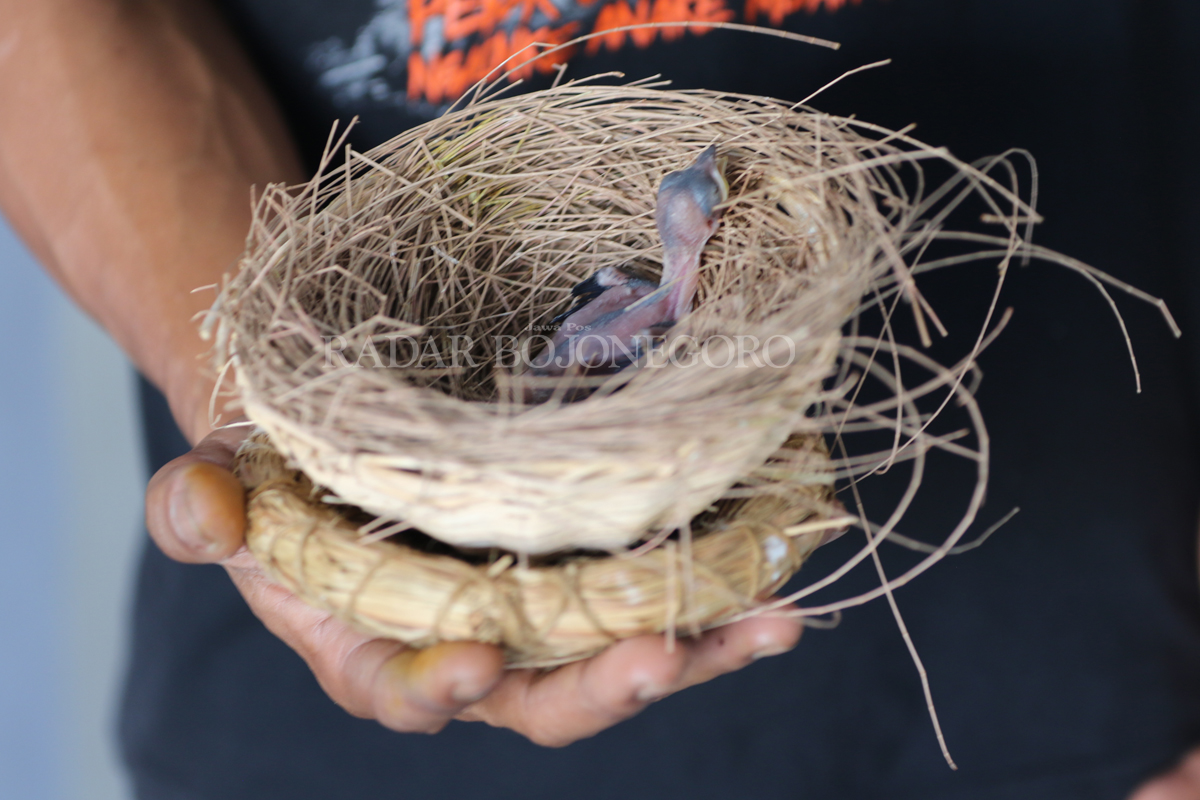 BARU MENETAS: Burung murai batu yang baru menetas dari hasil penangkaran. (ANJAR DWI PRADIPTA/RDR.LMG)