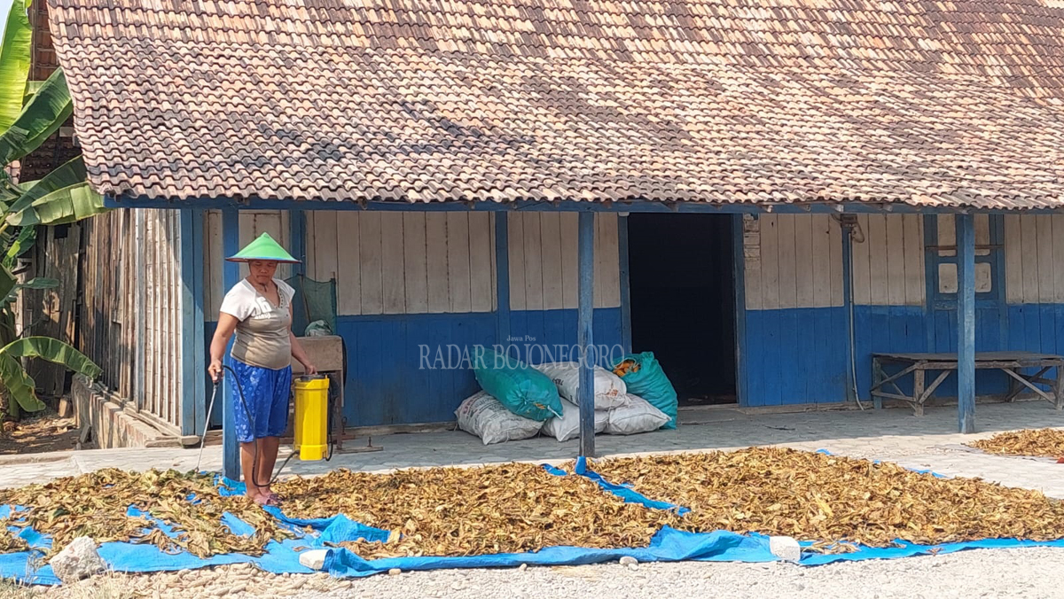 HARGA BAGUS : Petani tembakau di Desa Mendenrejo Kecamatan Kradenan senang menjemur tembakau krosok. Tahun ini harga tembakau bagus.(LUKMAN HAKIM/RDR.BJN)