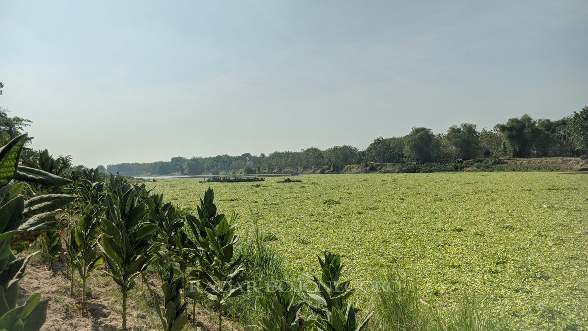 PENUH: Tumbuhan eceng gondok masih memenuhi sungai Bengawan Solo di perbatasan Kecamatan Malo dan Gayam. Pertumbuhan masif eceng gondok kerap terjadi saat musim kemarau.
