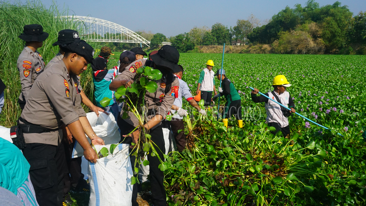 AKSI: Eceng gondok yang menumpuk membuat 500 relawan melakukan aksi pembersihan di sungai bengawan solo, turut Desa/Kecamatan Malo Minggu(29/10) (YUAN EDO/RDR.BJN)