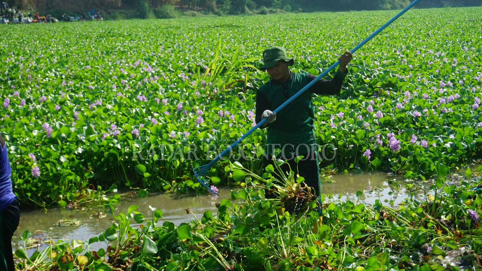 BERSIHKAN ECENG GONDOK: Para pecinta lingkungan kerja bakti bersihkan eceng gondong di Bengawan Solo. (YANA DWI KURNIYA WATI/RDR.BJN)