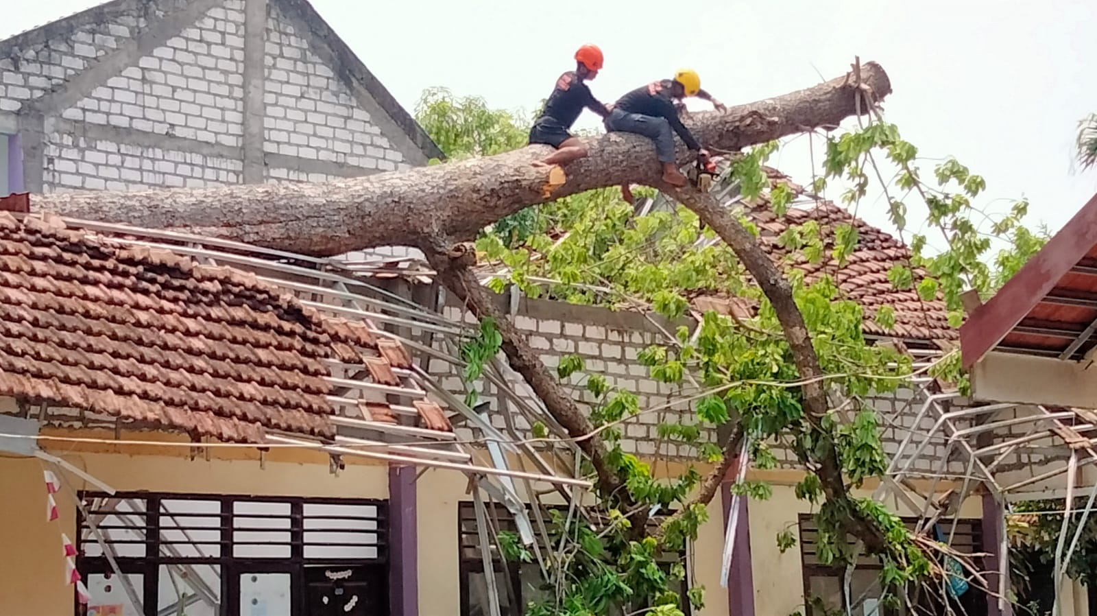 EVAKUASI: Petugas memangkas pepohonan randu alas yang menimpa bangunan gedung SDN 1 Tambangmenjangan. (IST/RDR.LMG)