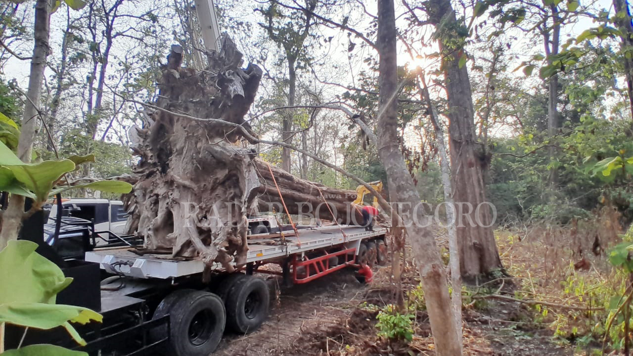 RAKSASA: Pohon jati usia ratusan tahun berukuran raksasa di kawasan RPH Temengeng diangkut alat berat. Jati tersebut rencananya akan dijadikan ikon Taman Budaya Cepu. (IST/RDR.BJN)