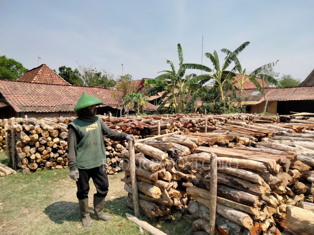 USAHA: Pengusaha kayu bakar raup untung di tengah musim kemarau panjang tahun ini. Salah satunya Karyono, warga Desa Singget, Kecamatan Jati mampu menjual minimal 20 kubik kayu bakar per hari.