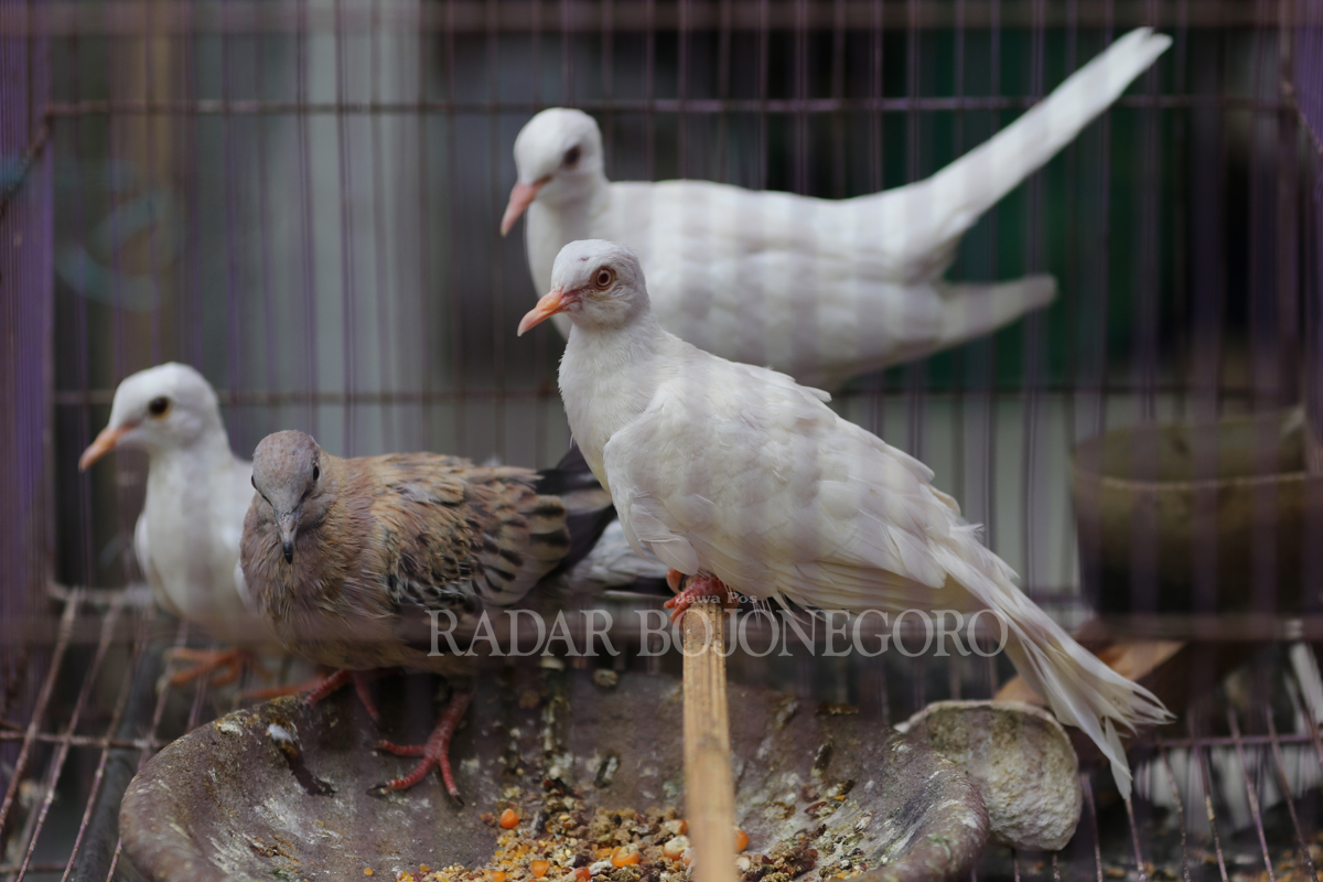BERAGAM JENIS: Burung tekukur memiliki beberapa jenis, dengan warna bulu yang bervariatif.(ANJAR DWI PRADIPTA/RDR.LMG)