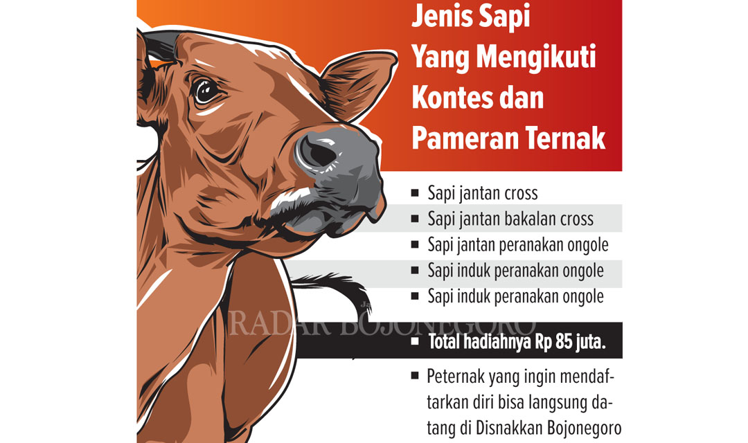 Ilustrasi Sapi (AINUR OCHIEM/RDR.BJN)