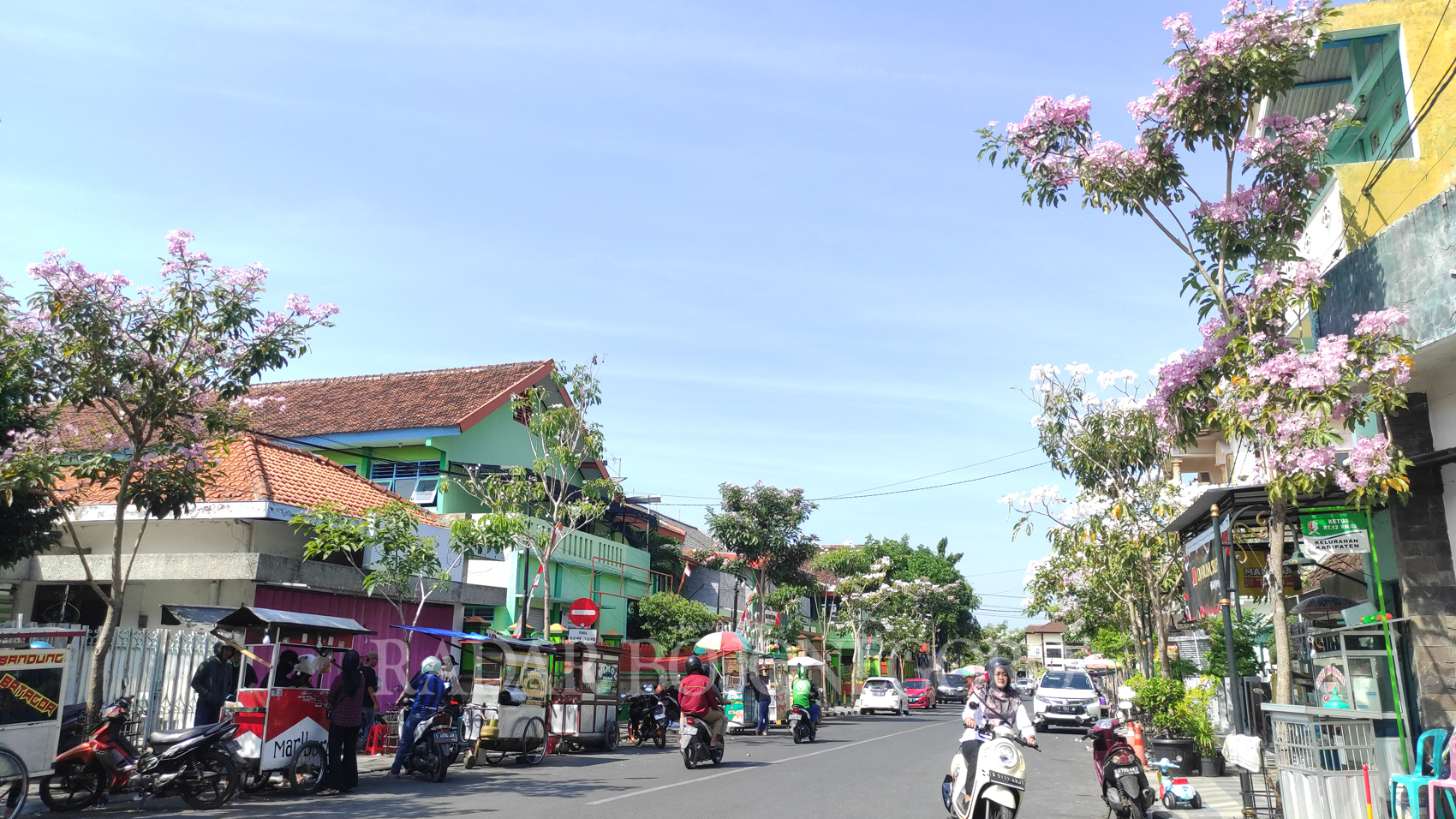 BERBUNGA: Pohon tabebuya berbunga. Tampak  bermekaran di Jalan Kartini Bojonegoro, memercantik jalan protokol di Bojonegoro. (WAHYU DHANI/RDR.BJN)