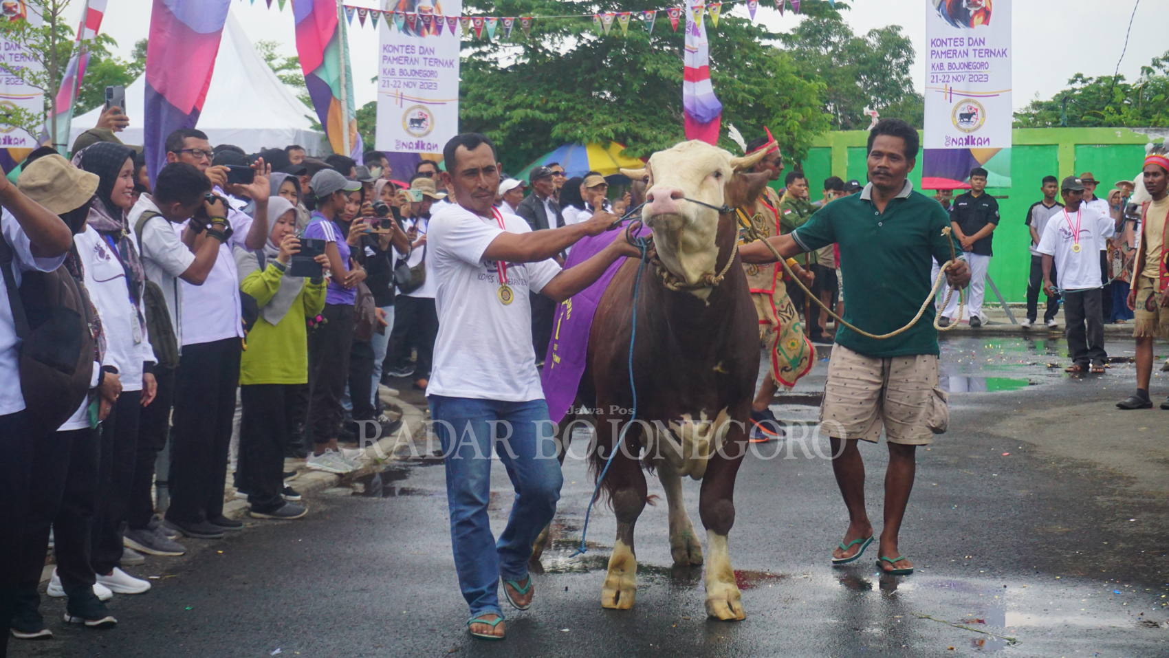 DIKELER: Peternak sapi mengeler sapinya di lokasi kontes dengan penuh kehati-hatian, sebanyak 140 sapi mengikuti lomba yang berakhir kemarin (22/11). (YUAN EDO/RDR.BJN)