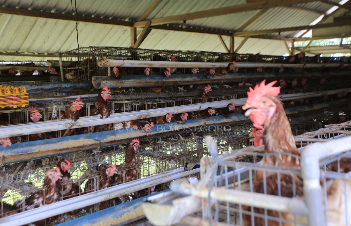 AYAM PETELUR: Harga telur ayam di pasaran mulai naik. (YUAN EDO/RADAR BOJONEGORO)