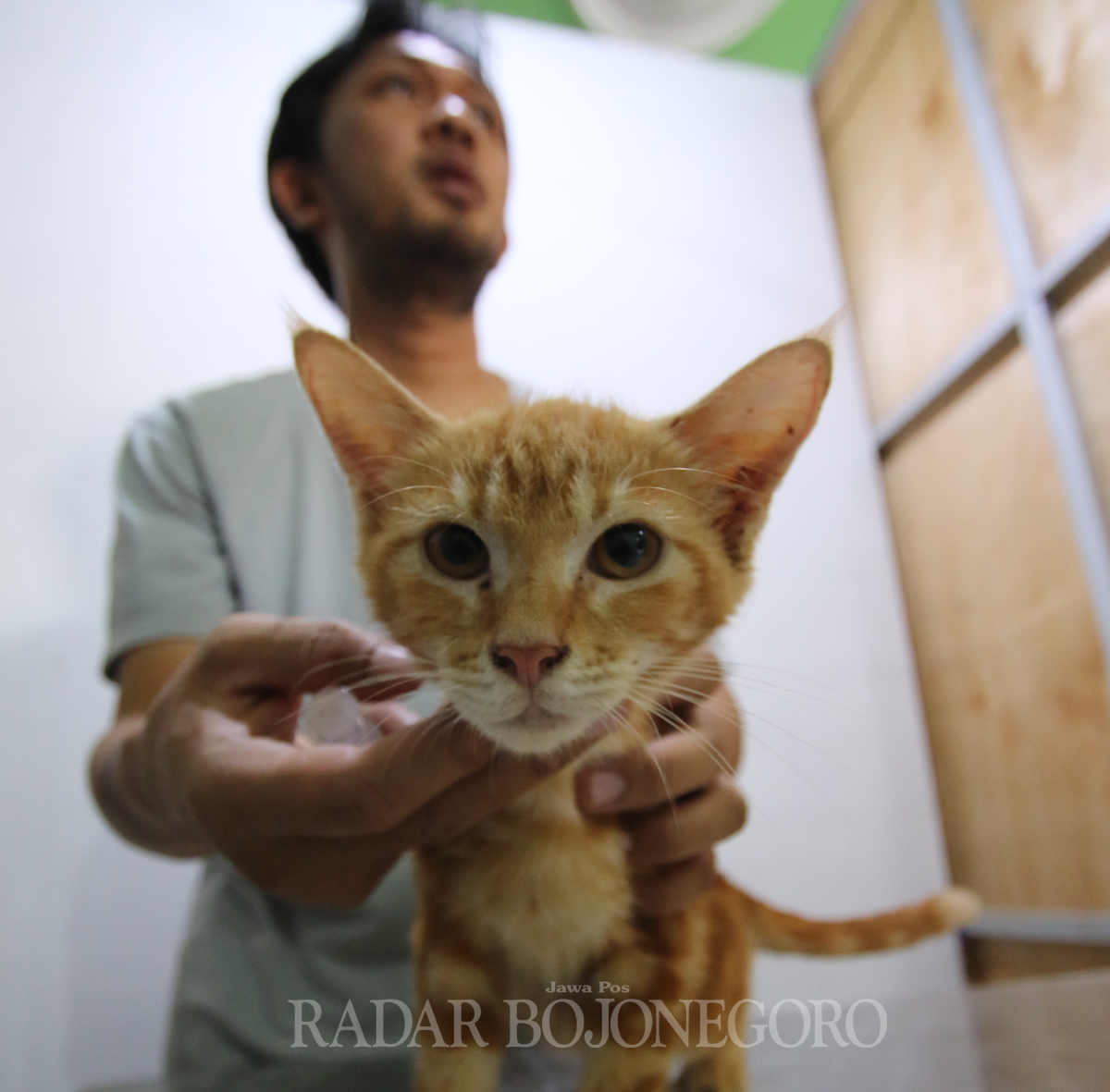 HARUS INTENS: Pemilik kucing harus intens memperhatikan kucing peliharaan saat musim penghujan, agar menghindari terkena kutu telinga. (ANJAR DWI PRADIPTA/RDR.LMG)